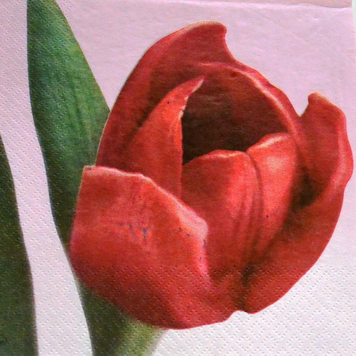 Ubrousek 33x33 cm - tulipán-růžová