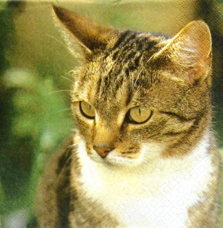 Ubrousek 33x33 cm - kočka