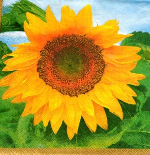 Ubrousek 33x33 cm - velká slunečnice-zelená
