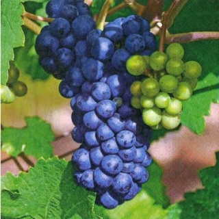 Ubrousek 33x33 cm - Sweet grapes