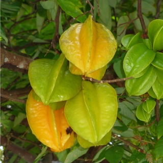 Karambola Bilimbi - Okurkový strom - Averrhoa carambola - semena - 5 ks